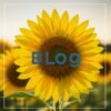 Sunflower blog