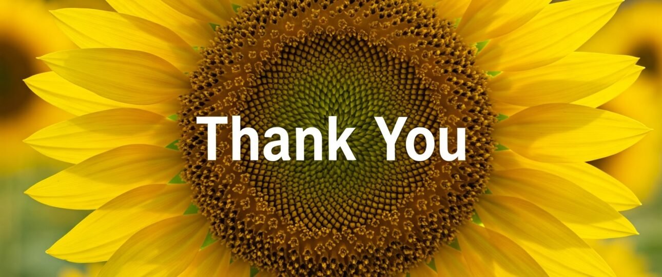 Sunflower with thank you