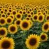 A field of sunflowers